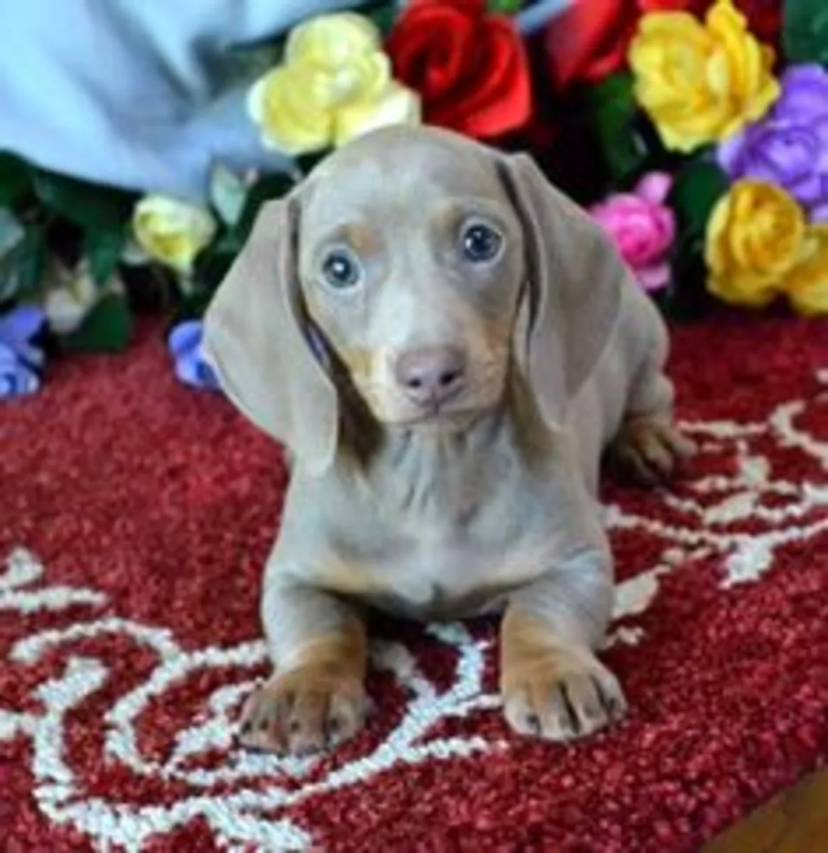 CHIOTS MINI DACSHUND PRÊTS À ÊTRE LIVRÉS DE NOTRE FERME