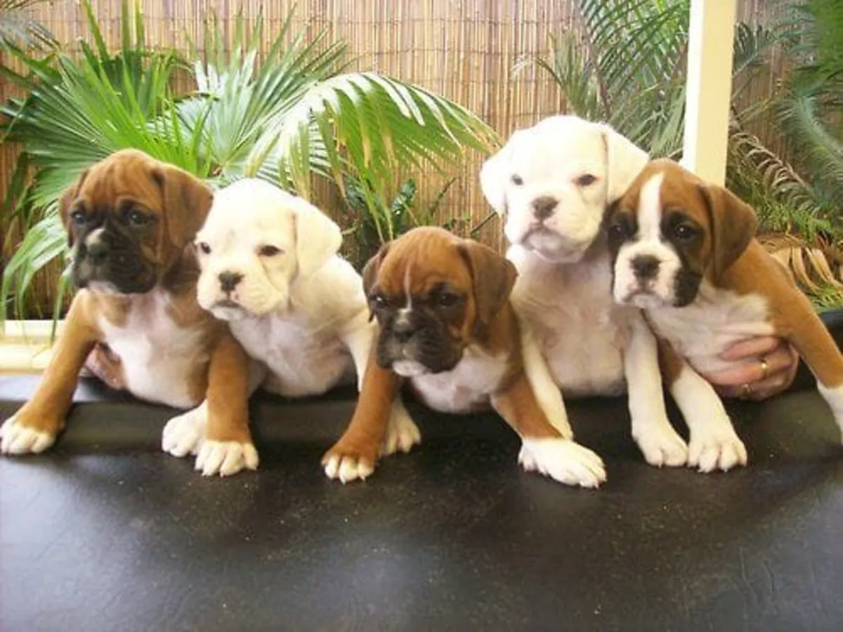 Прекрасные щенки боксёра ждут замечательный дом 🐶🏡 | WhatsApp: +34 632 000 221