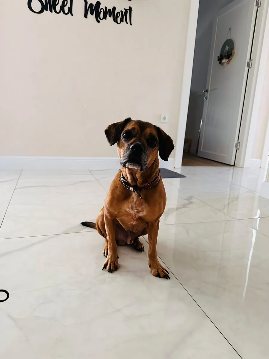 bulldog cocker mix