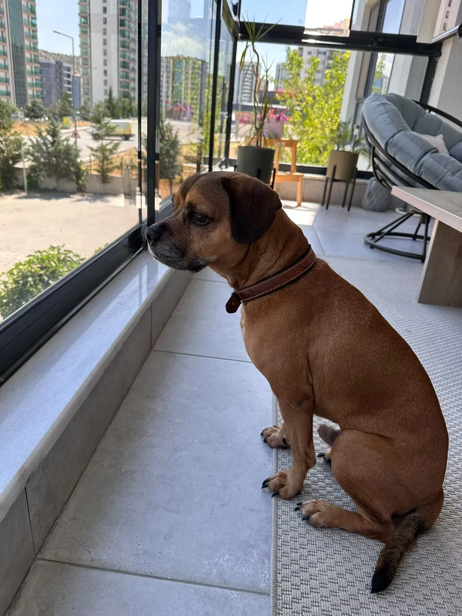 bulldog cocker mix