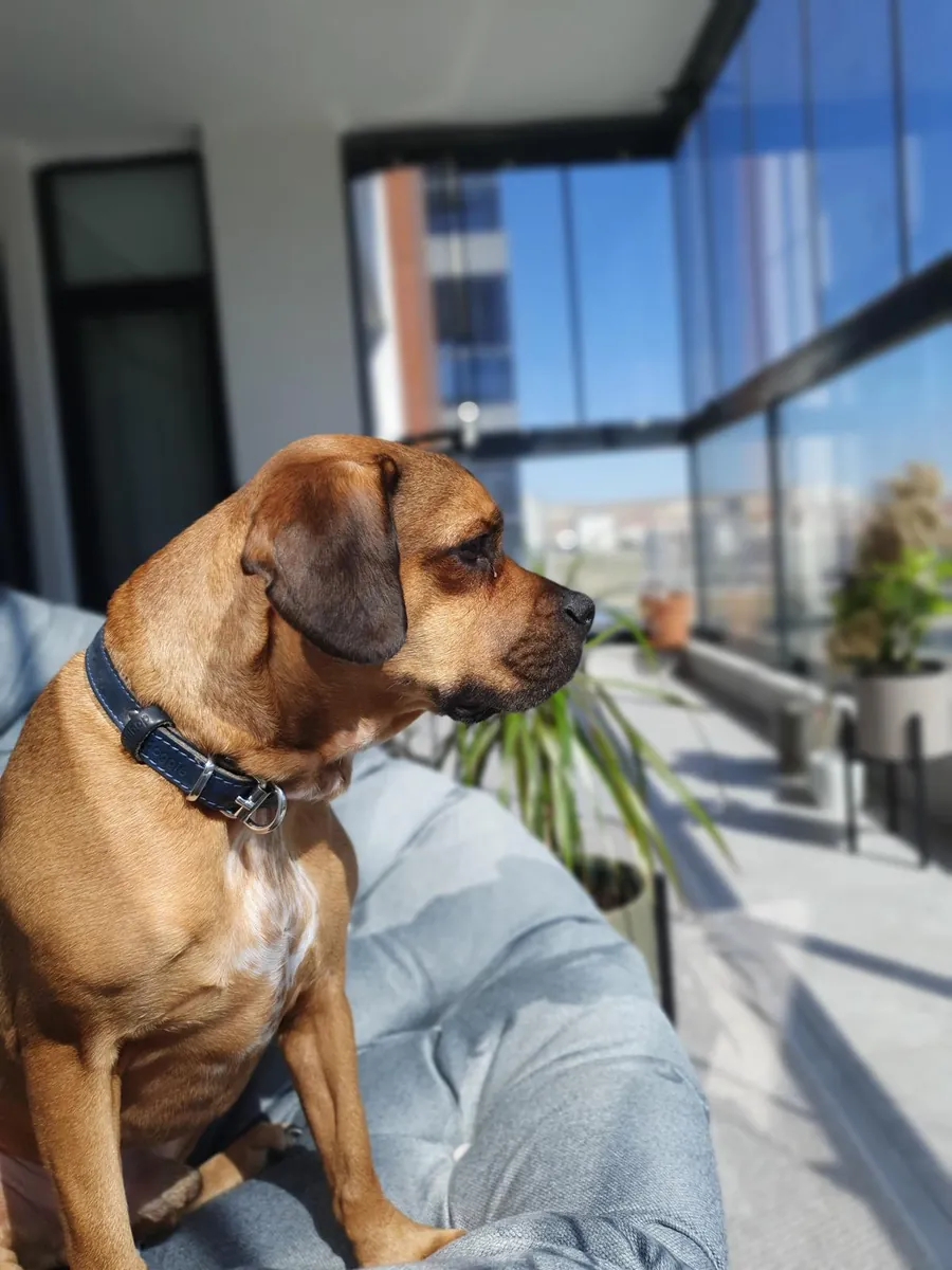 bulldog cocker mix