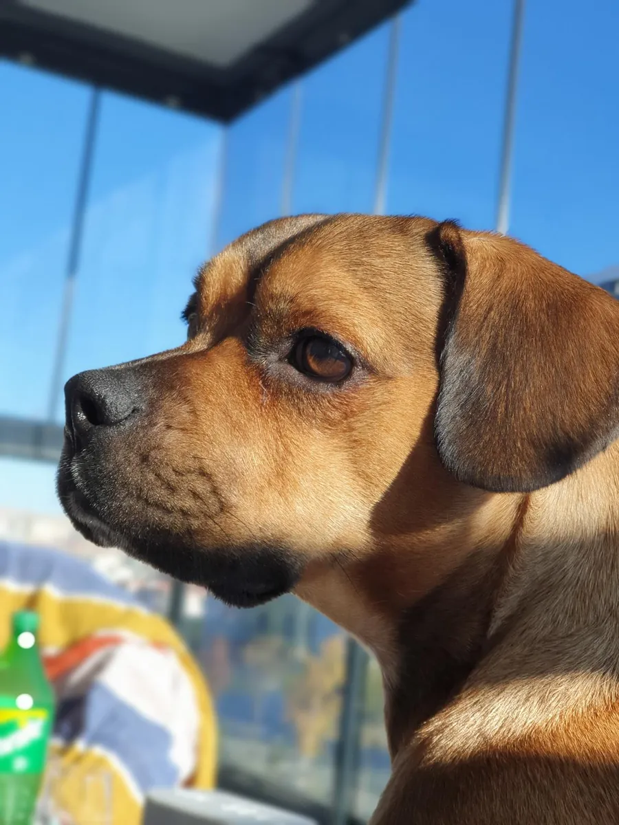 bulldog cocker mix