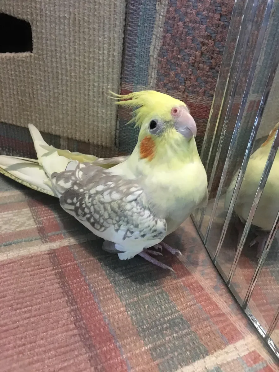 Friendly cockatiel raised around people looking for a new home