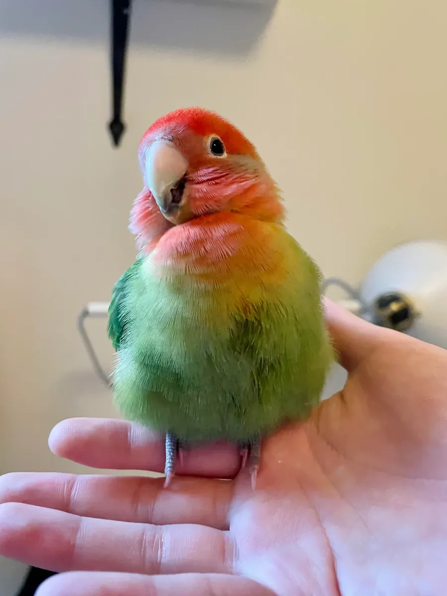 Curious lovebird that enjoys being around people