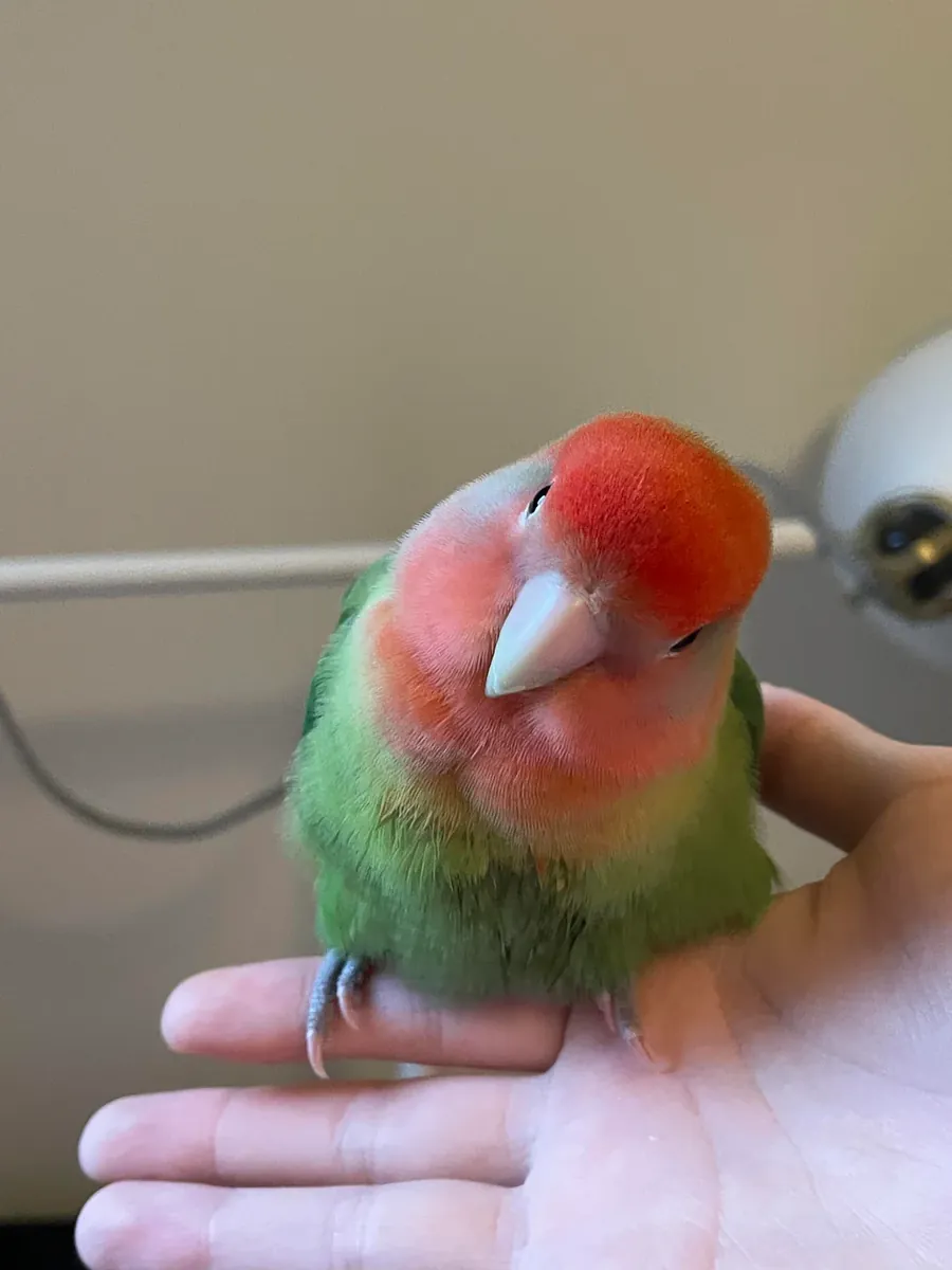 Curious lovebird that enjoys being around people