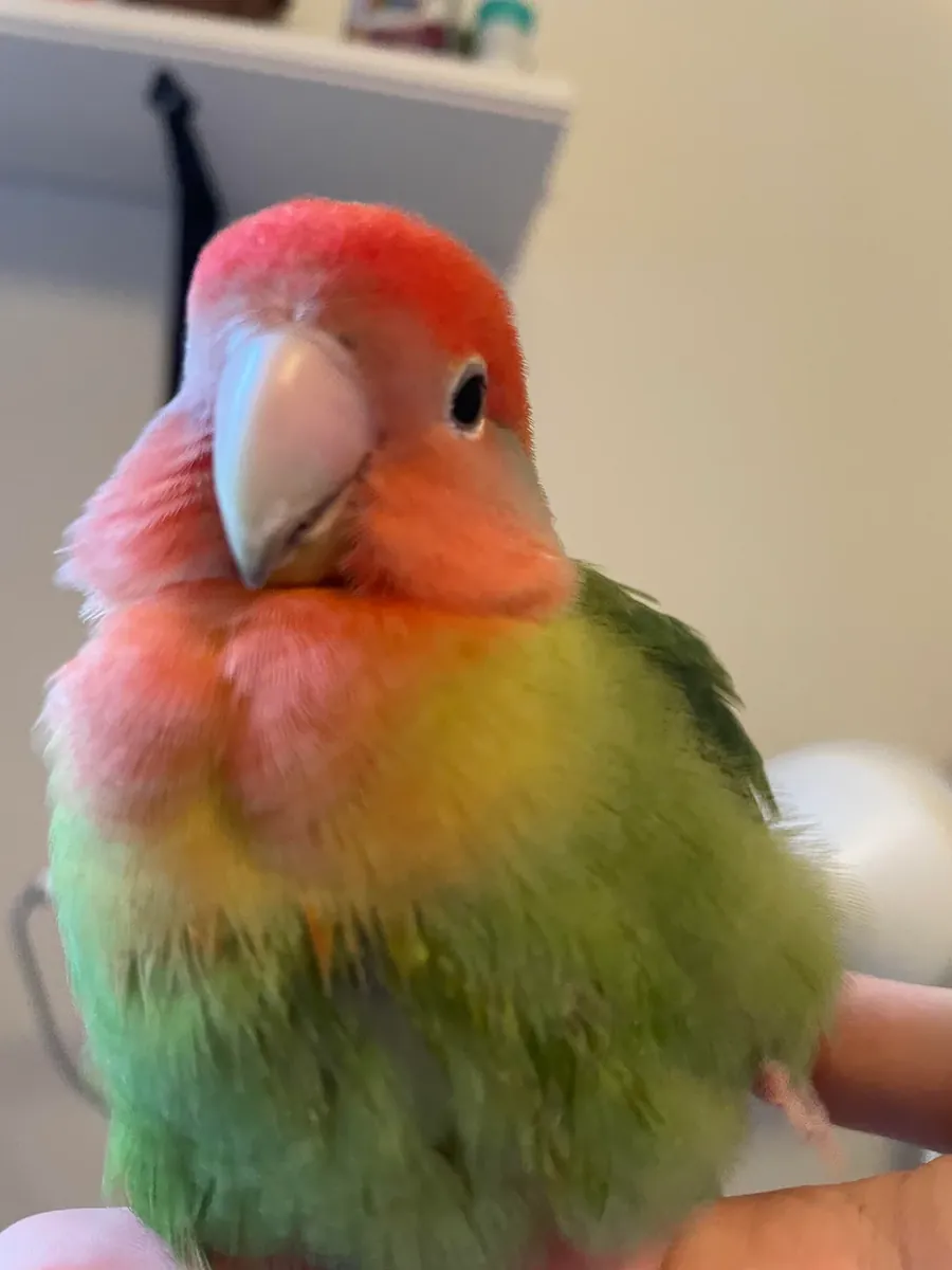 Curious lovebird that enjoys being around people