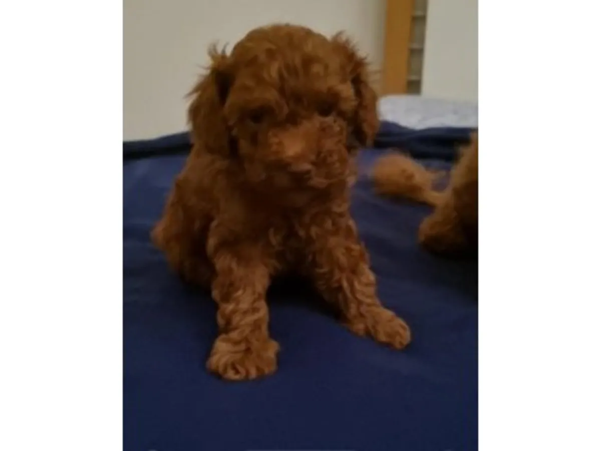 Brown toy poodle puppy raised in a family home