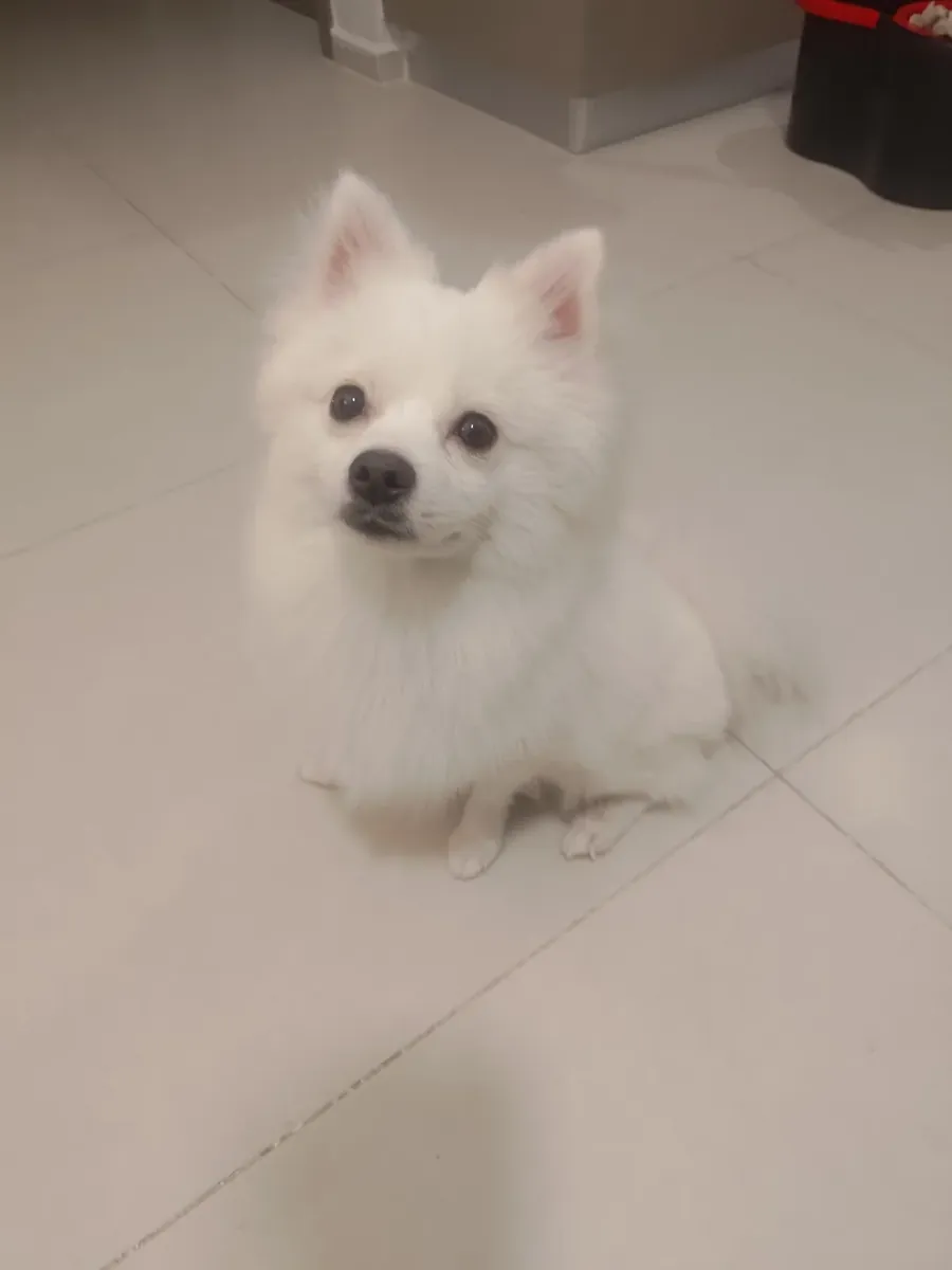 White pomeranian that loves following people around the house