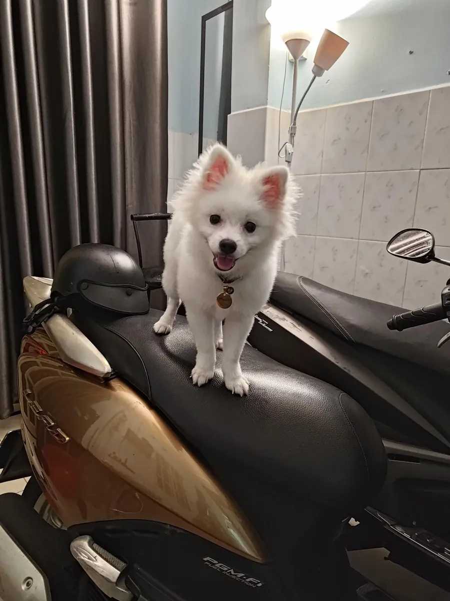 White pomeranian that loves following people around the house