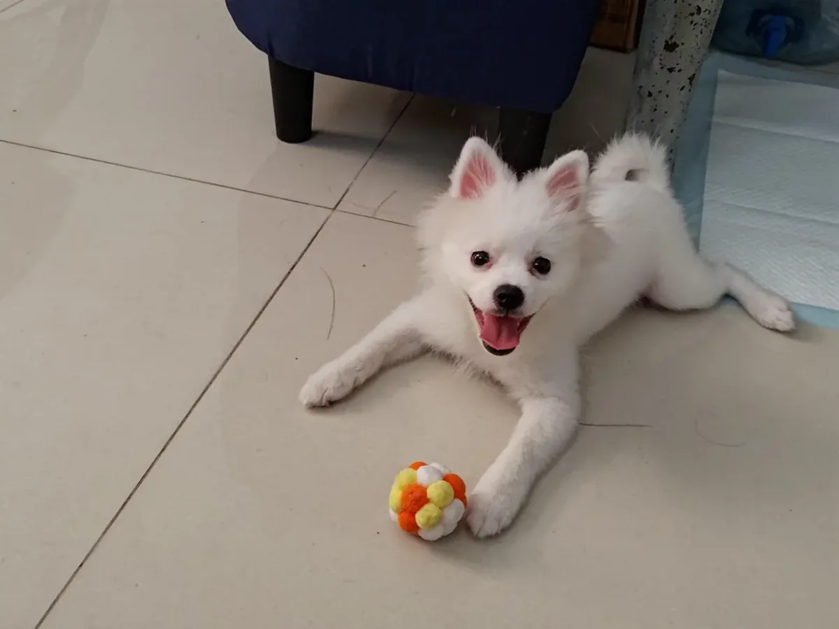 White pomeranian that loves following people around the house