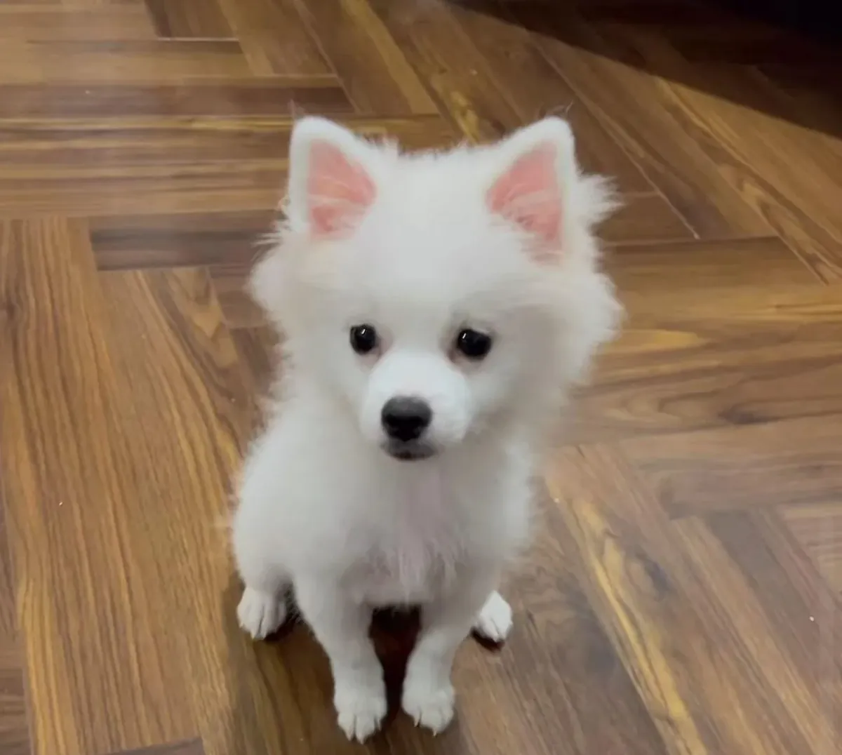 White pomeranian that loves following people around the house