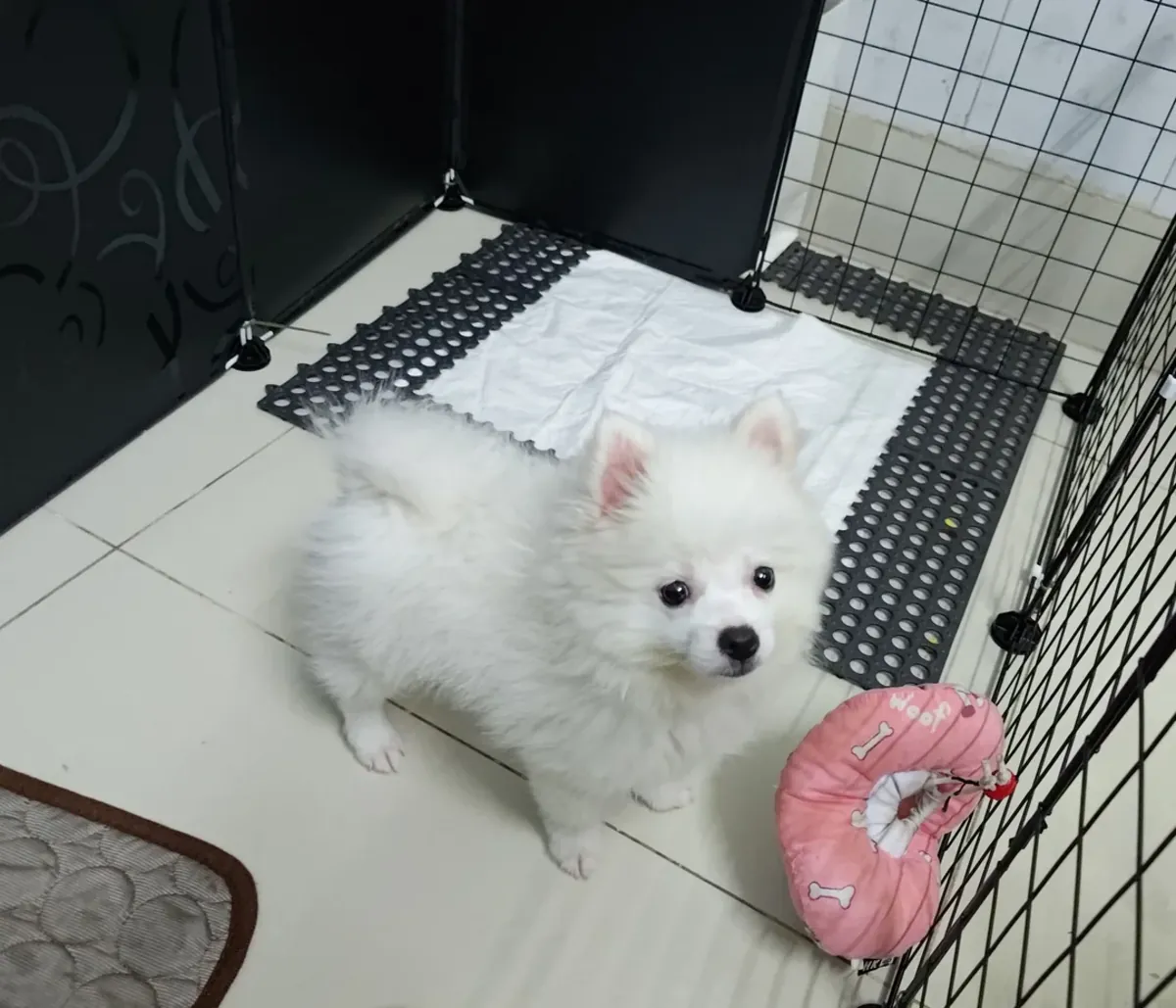 White pomeranian that loves following people around the house