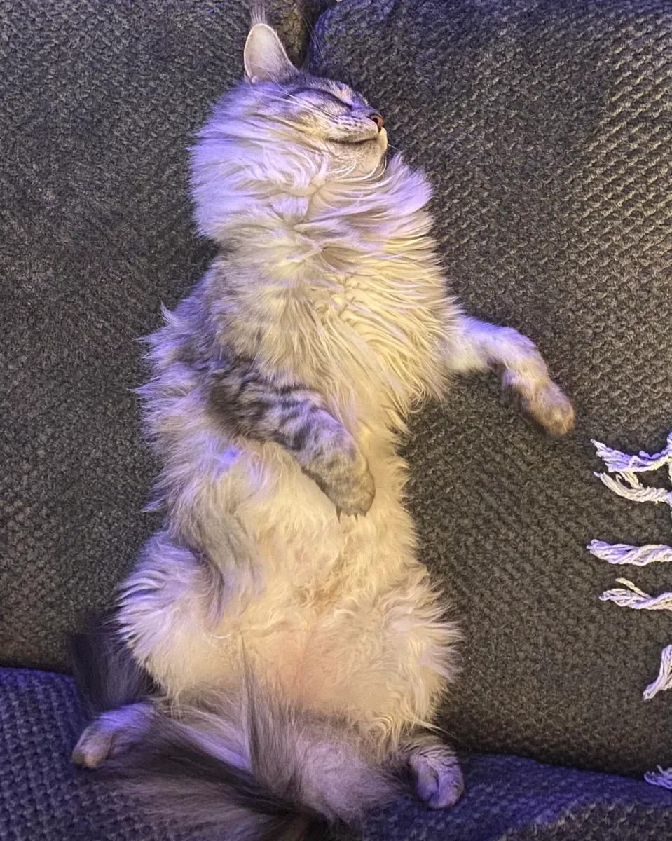 Large but very gentle Maine Coon looking for a calm home