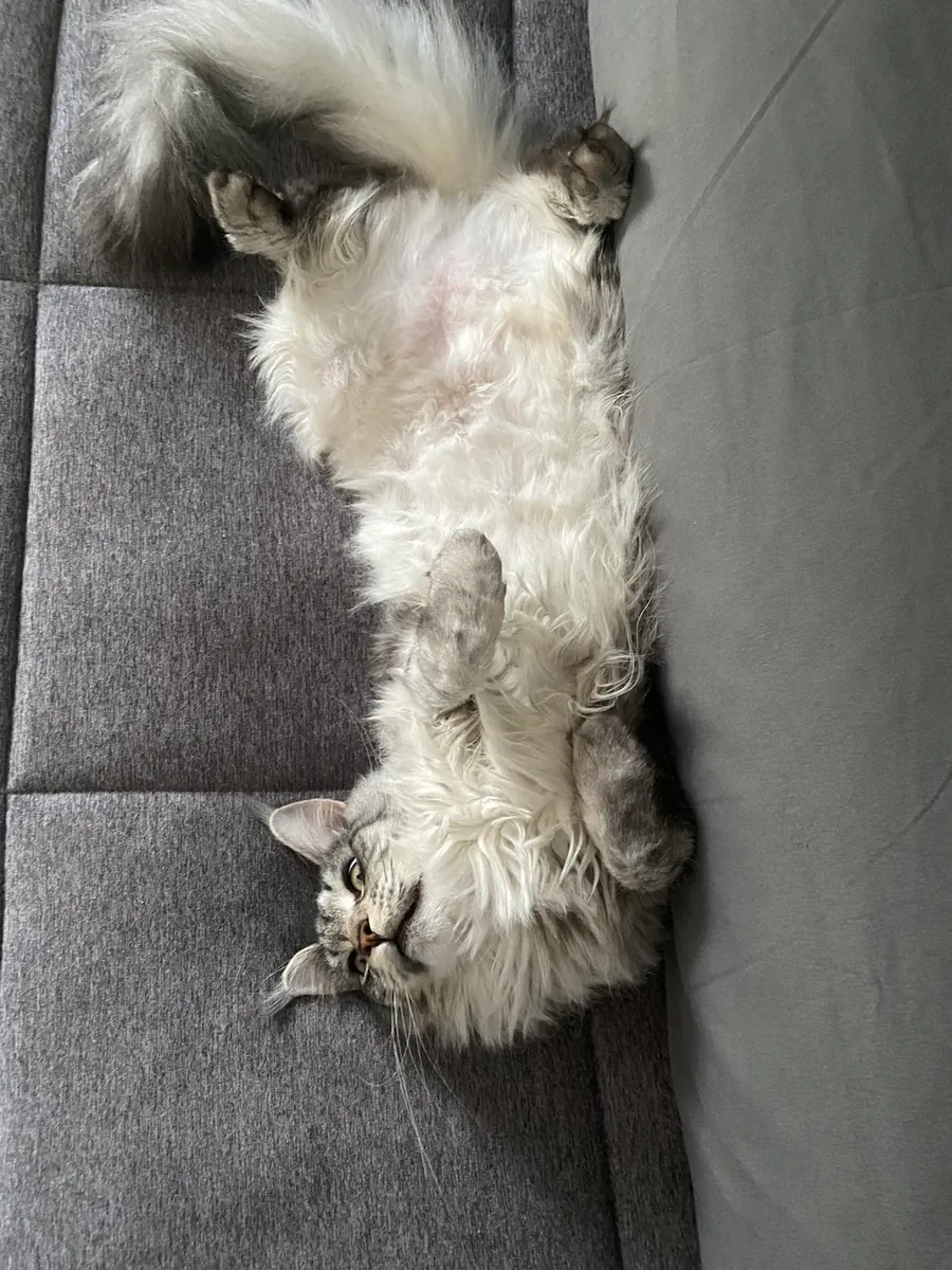 Large but very gentle Maine Coon looking for a calm home