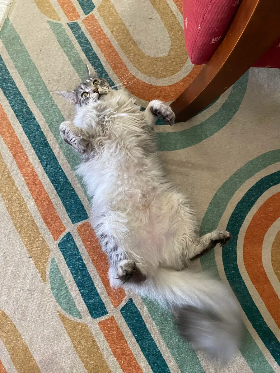 Large but very gentle Maine Coon looking for a calm home