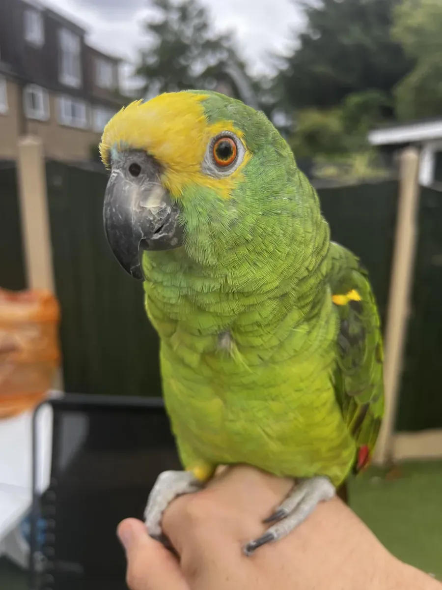Amazon parrot that loves observing daily life