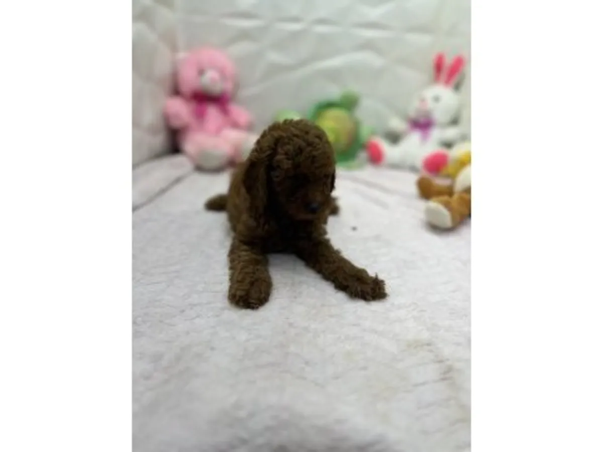 Brown toy poodle puppy raised inside a family home