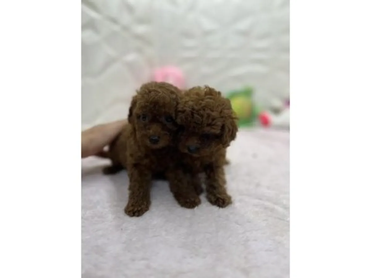 Brown toy poodle puppy raised inside a family home