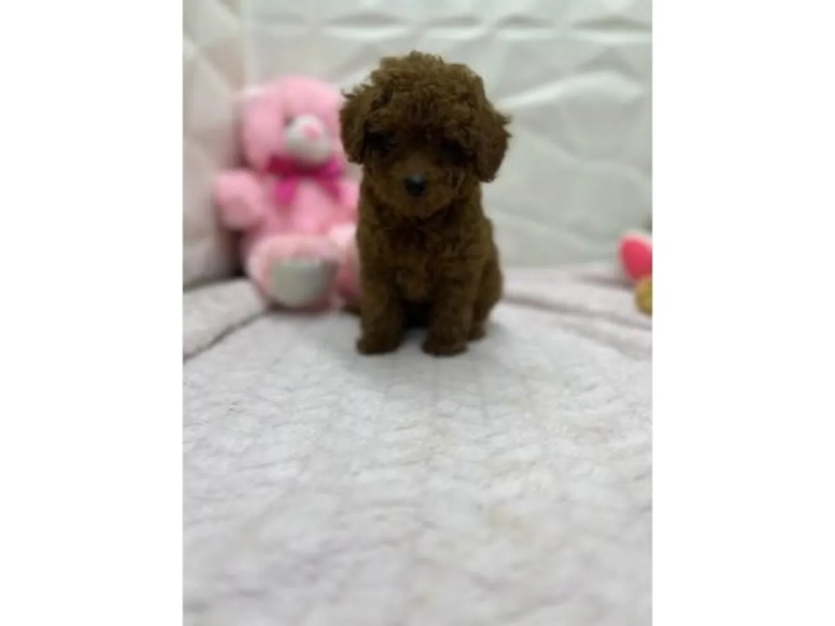 Brown toy poodle puppy raised inside a family home