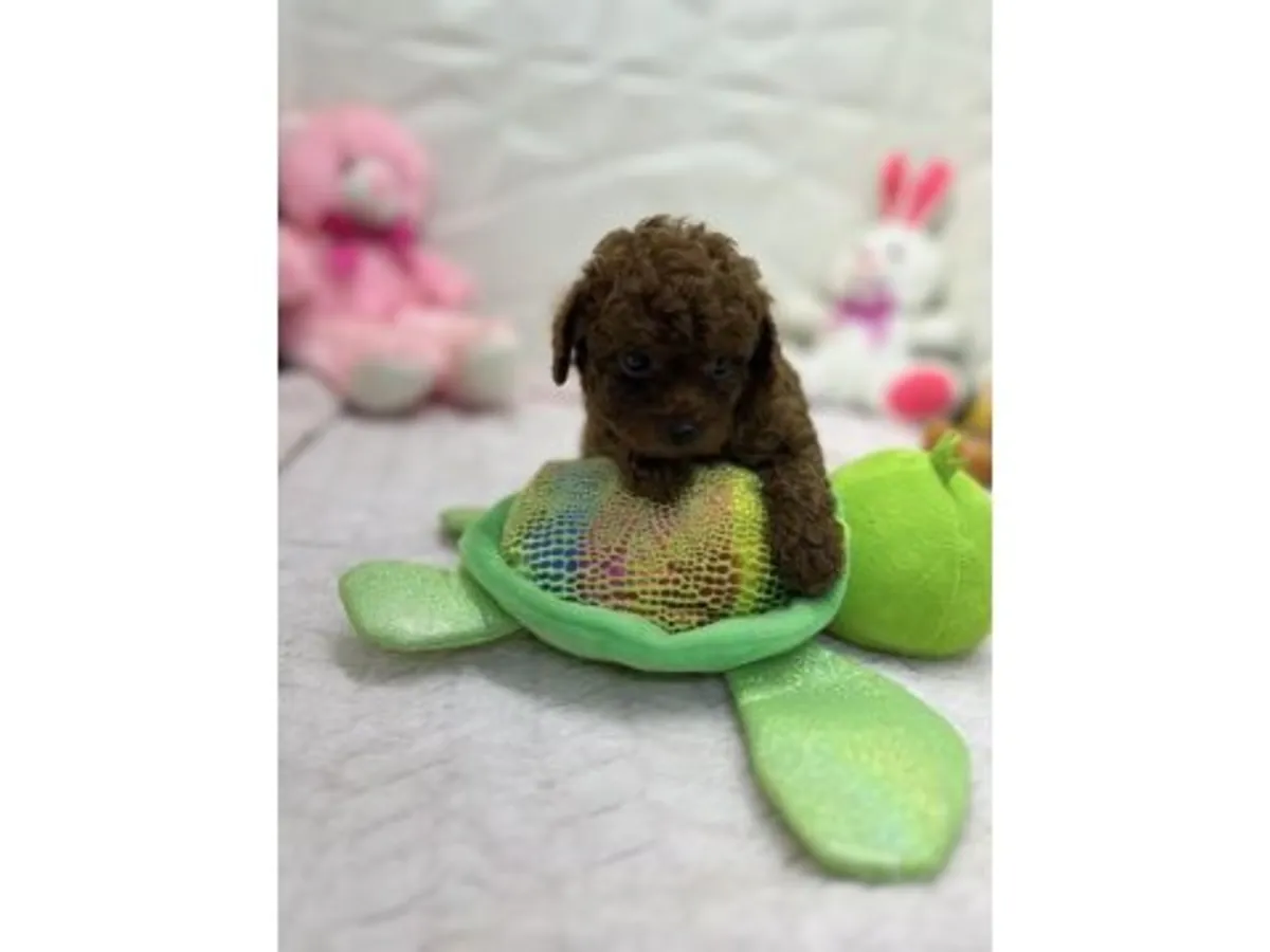 Brown toy poodle puppy raised inside a family home