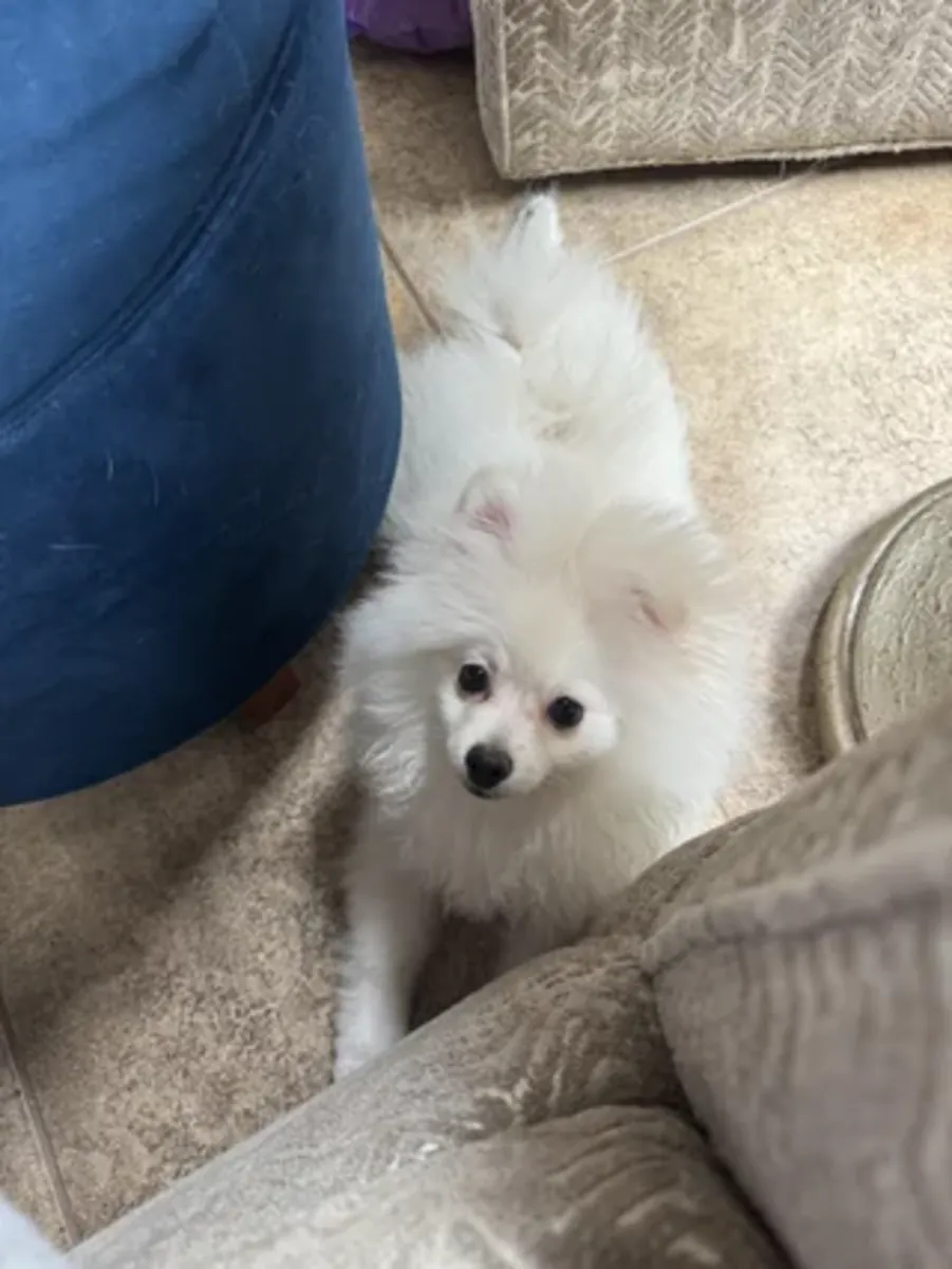 White pomeranian that prefers staying close to people