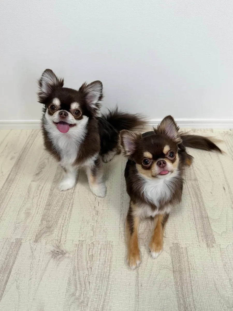 两只母性吉娃娃幼犬可供重新安置