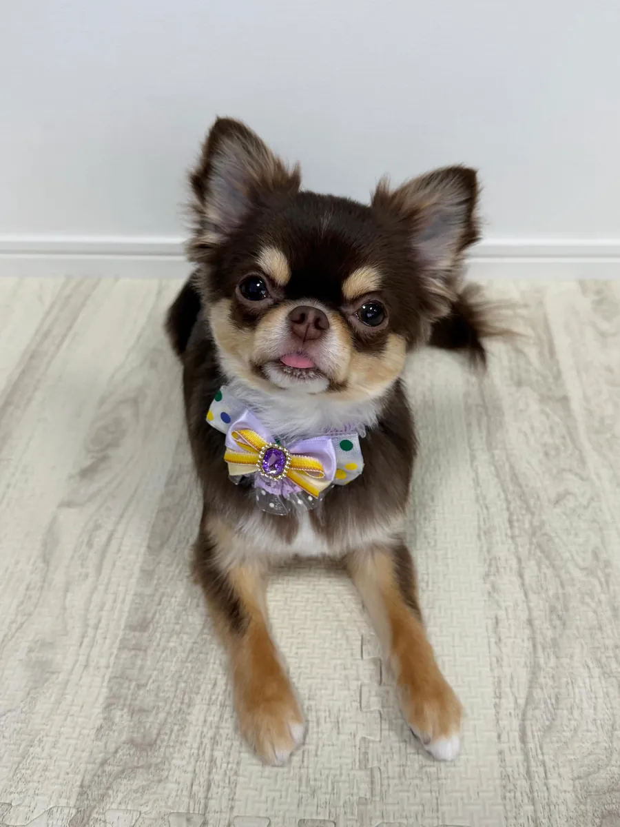 两只母性吉娃娃幼犬可供重新安置