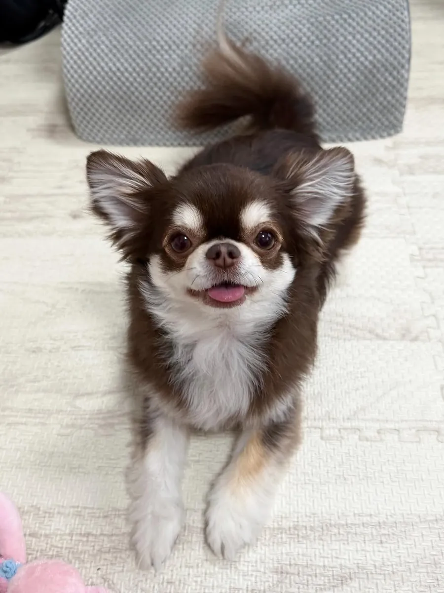 2 Adorables cachorros de Chihuahua en adopción