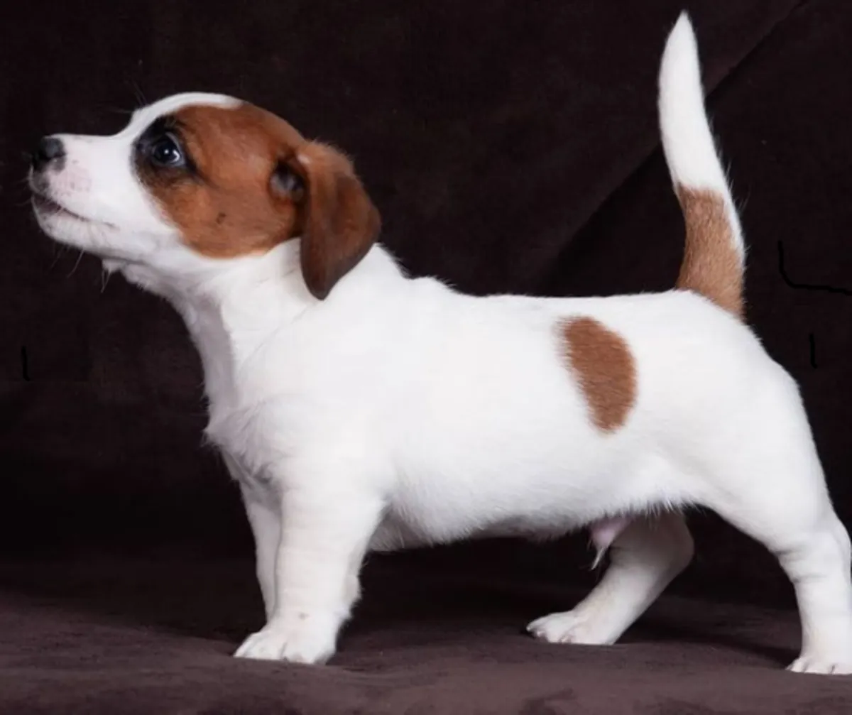Chiots Jack Russell Terrier à donner