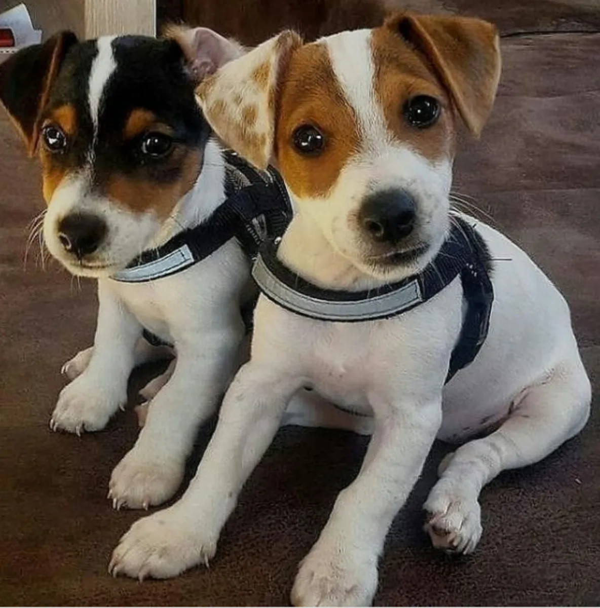 Chiots Jack Russell Terrier à donner1