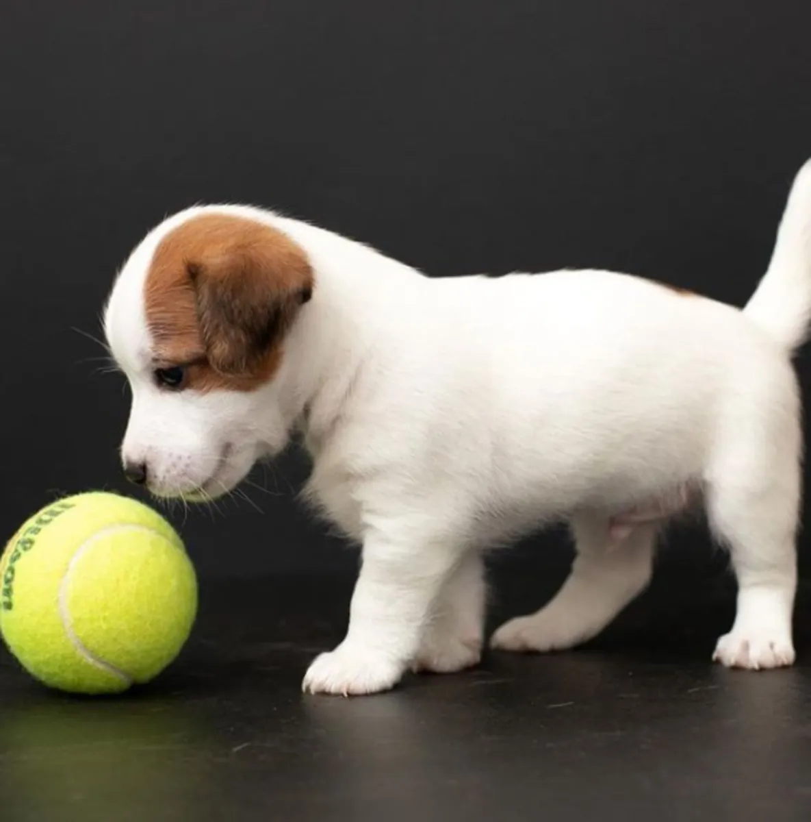 Chiots Jack Russell Terrier à donner