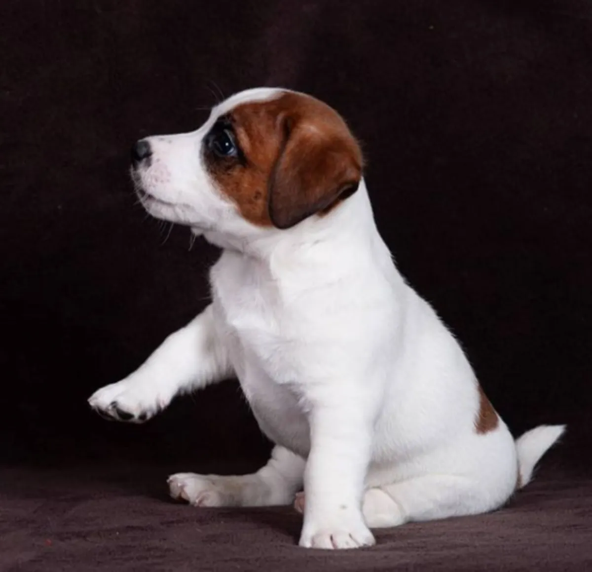 Chiots Jack Russell Terrier à donner