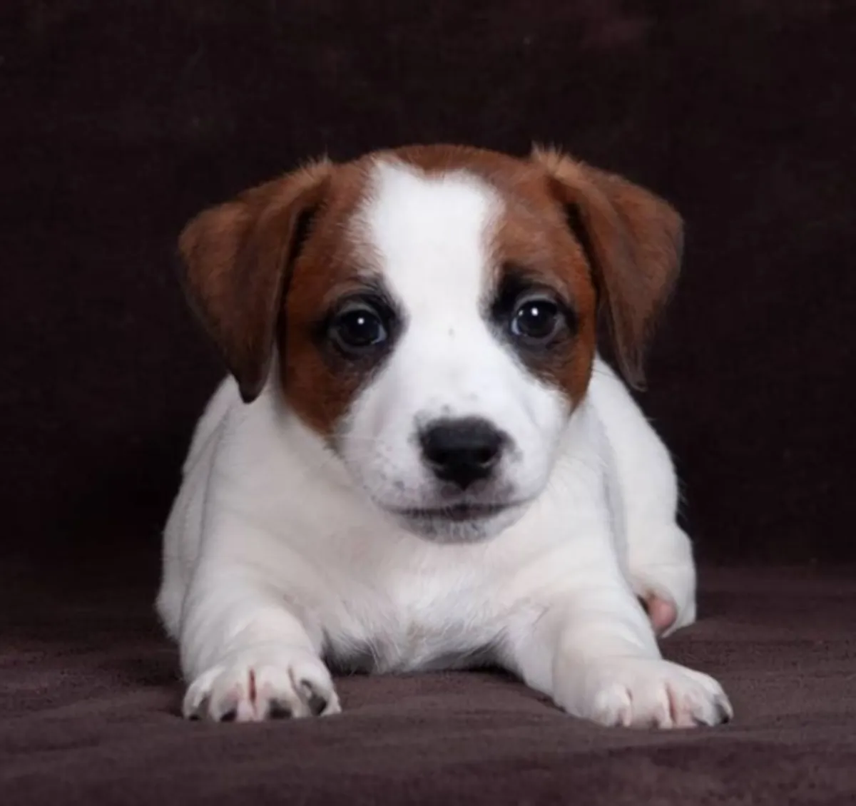 Chiots Jack Russell Terrier à donner