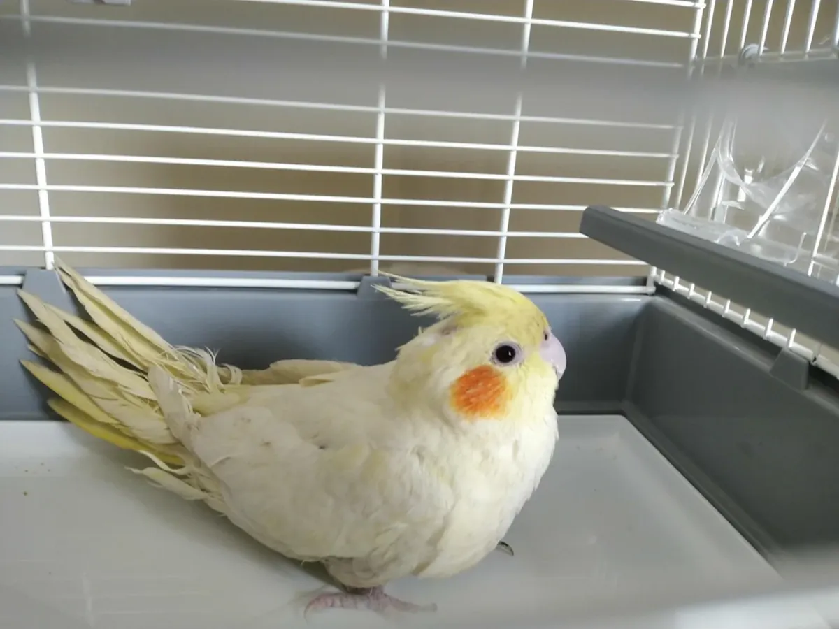 Perruche calopsitte habituée à la vie en maison cherche nouveau foyer