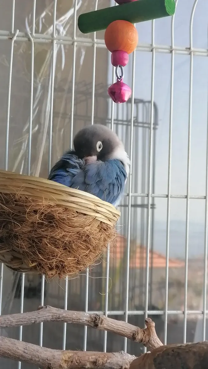 Inséparable curieux habitué au contact humain