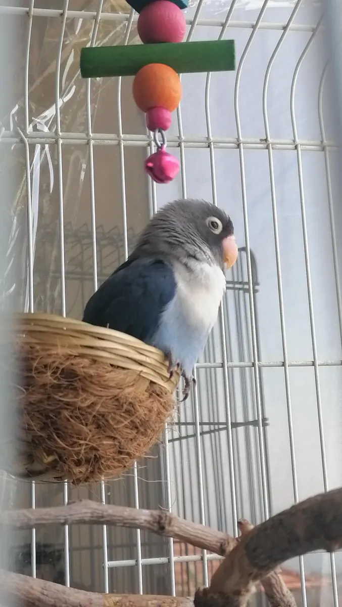 Inséparable curieux habitué au contact humain