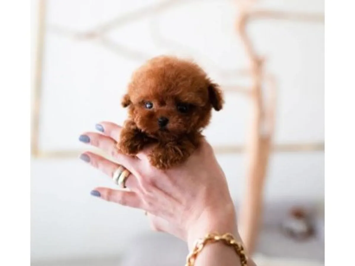 Caniche toy marron élevé dans un environnement familial