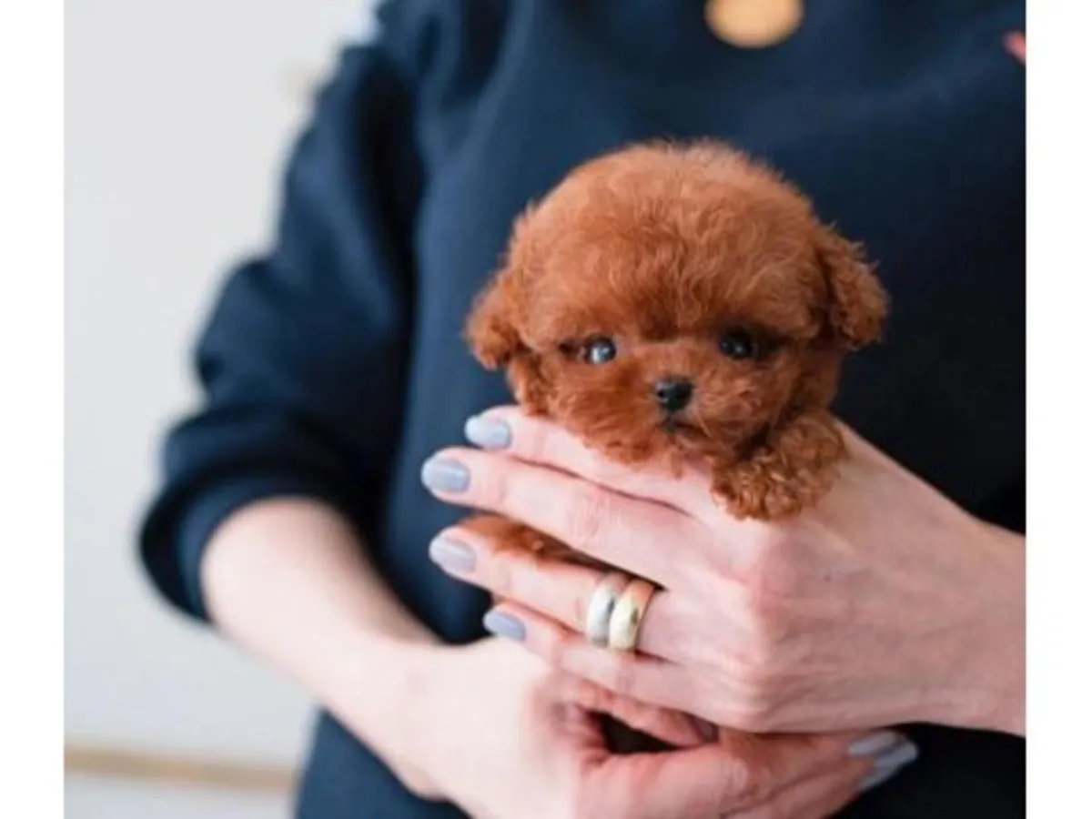 Caniche toy marron élevé dans un environnement familial