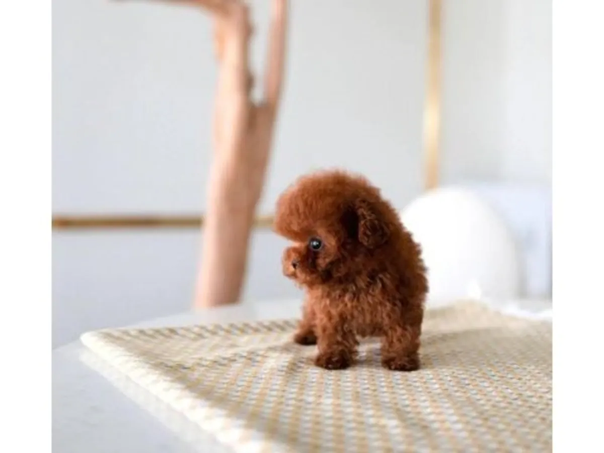 Caniche toy marron élevé dans un environnement familial