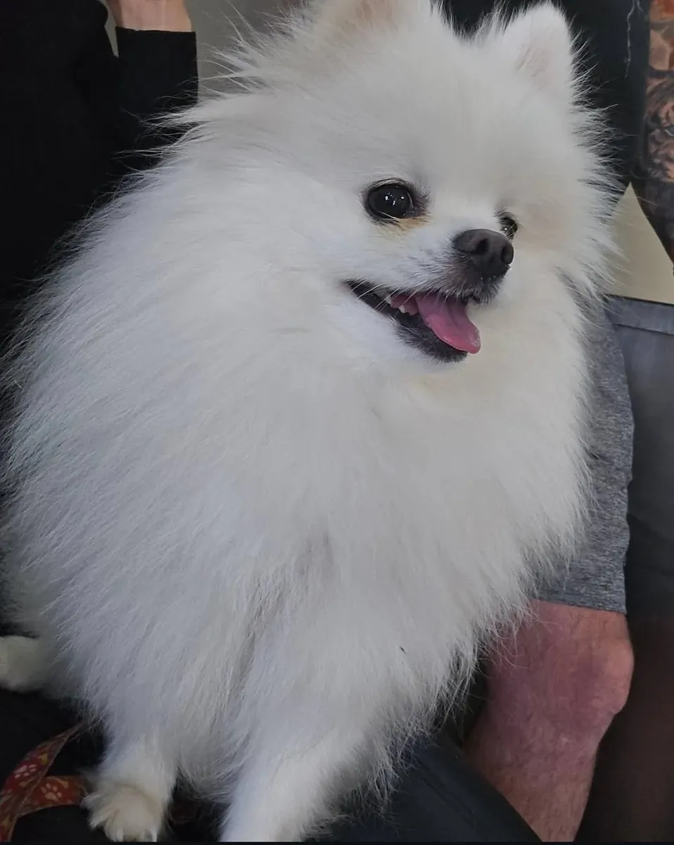 Petit pomeranian blanc très attaché aux humains