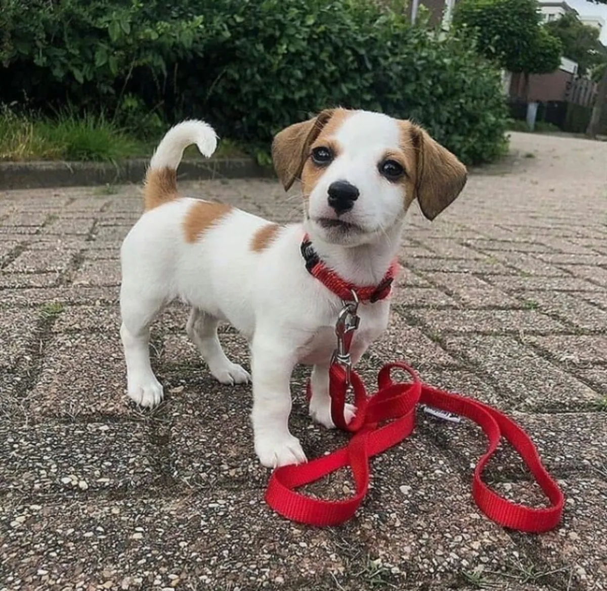 Chiots Jack Russell Terrier à donner