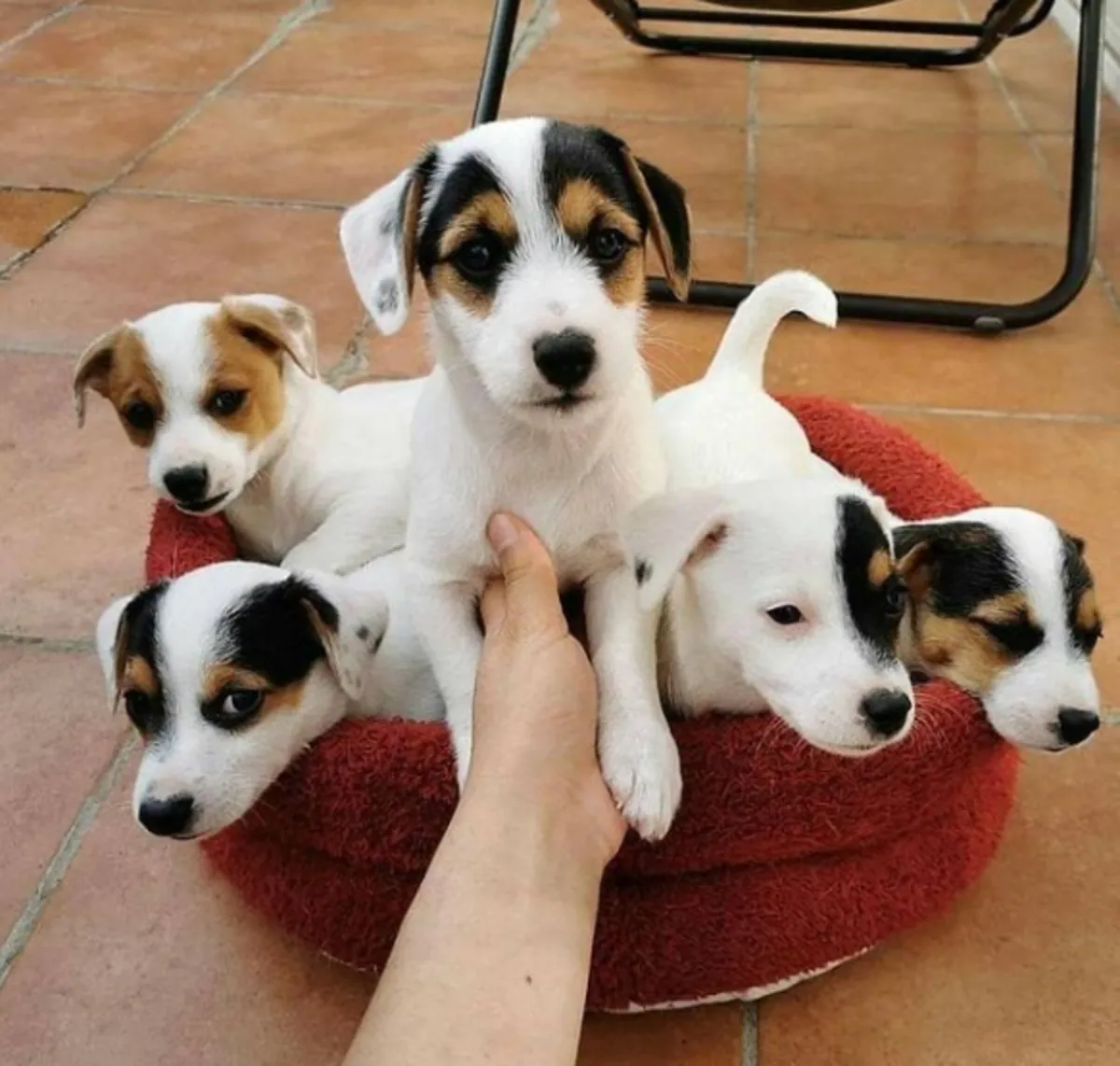 Chiots Jack Russell Terrier à donner