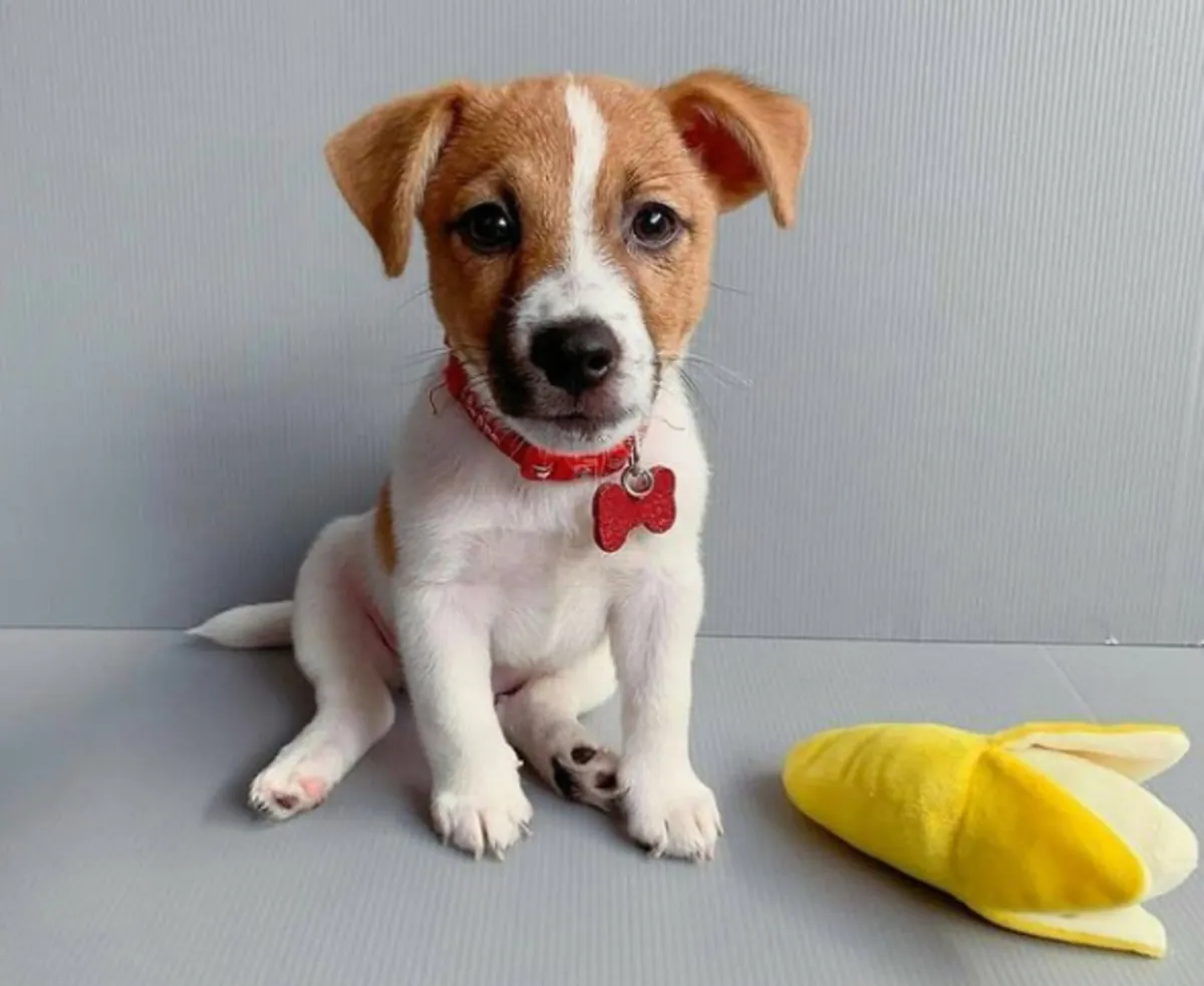 Chiots Jack Russell Terrier à donner