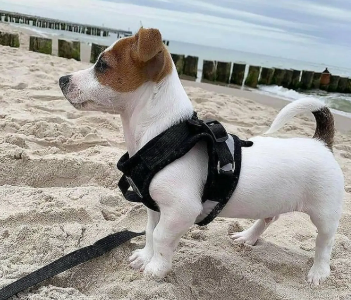 Chiots Jack Russell Terrier à donner