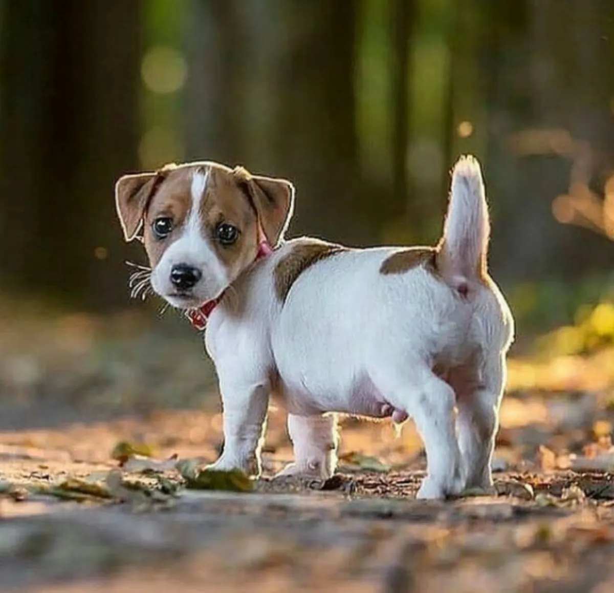 Chiots Jack Russell Terrier à donner