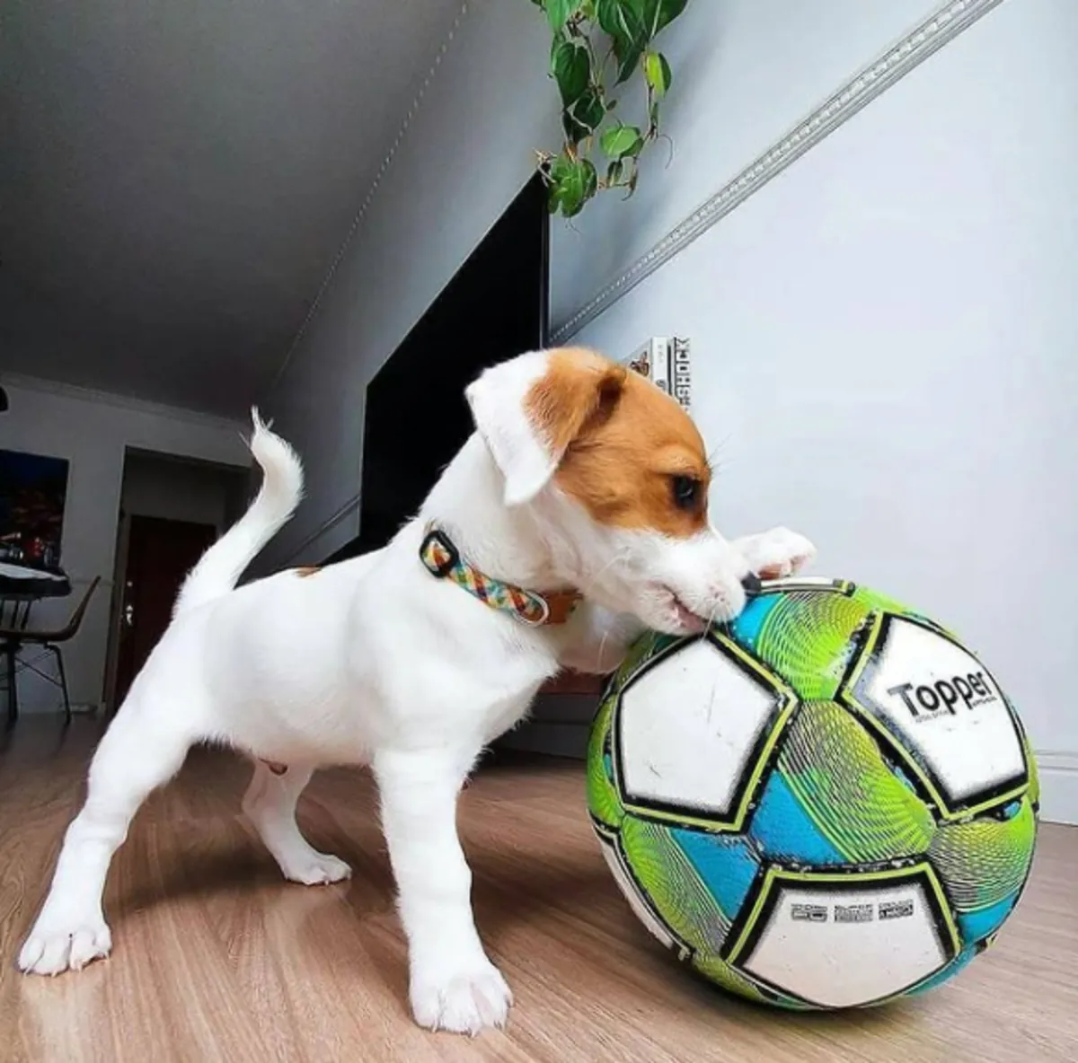 Chiots Jack Russell Terrier à donner