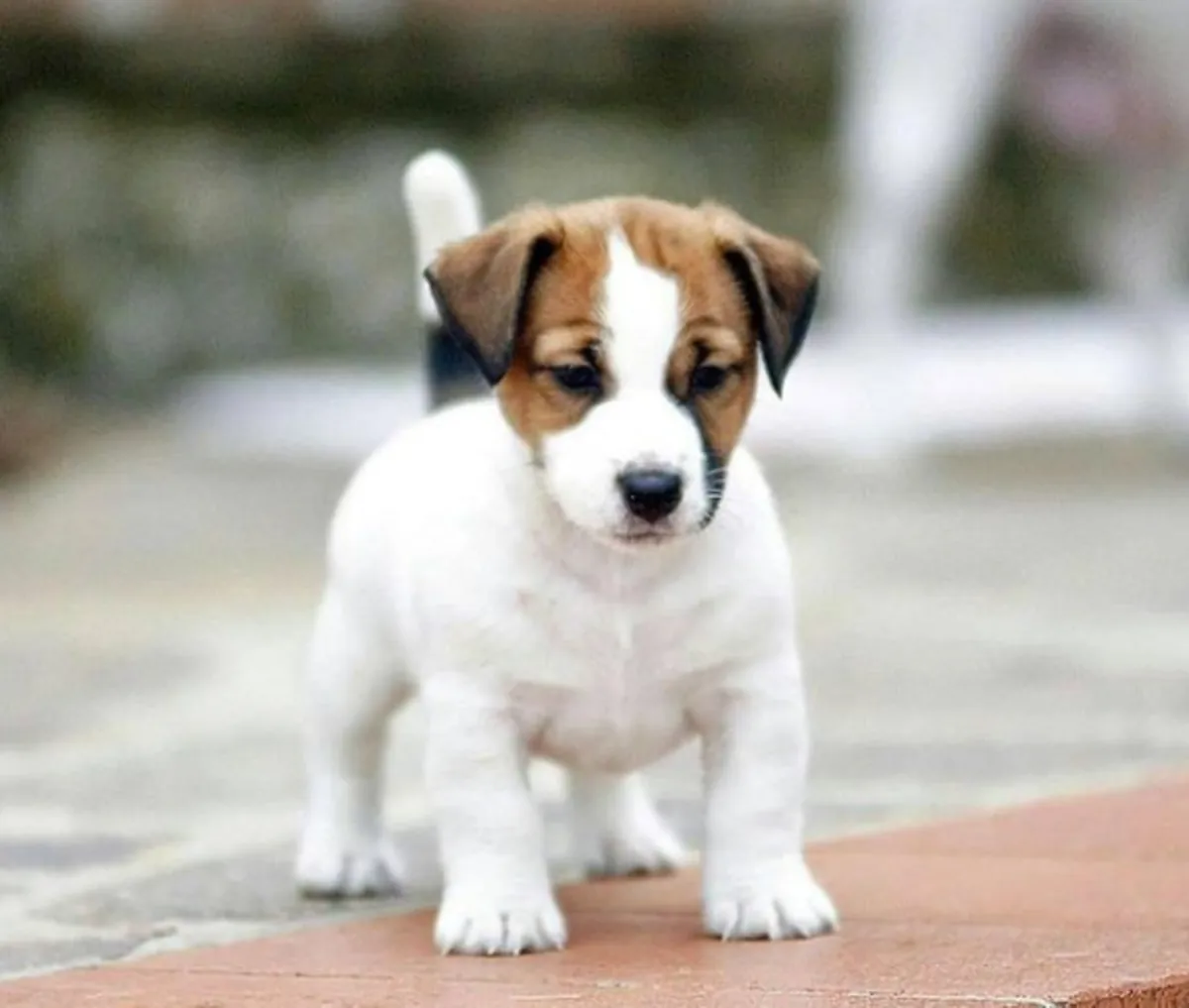 Chiots Jack Russell Terrier à donner
