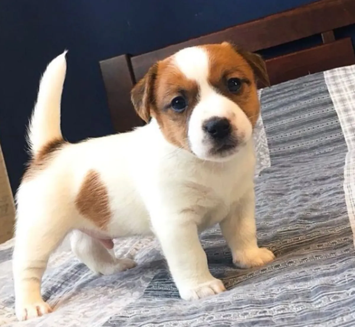 Chiots Jack Russell Terrier à donner
