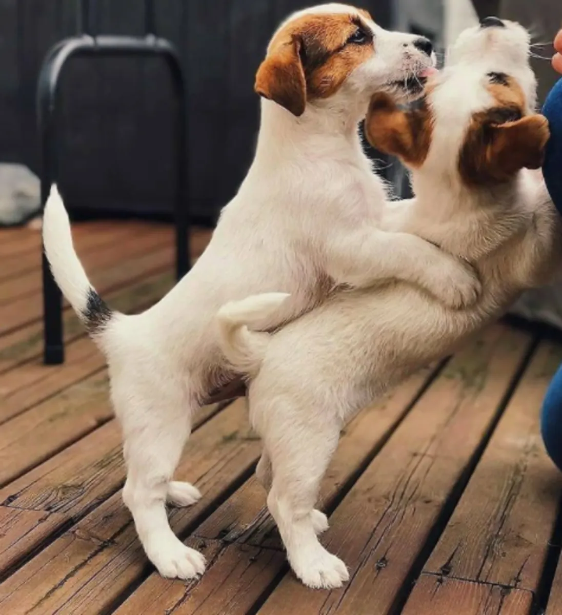 Chiots Jack Russell Terrier à donner