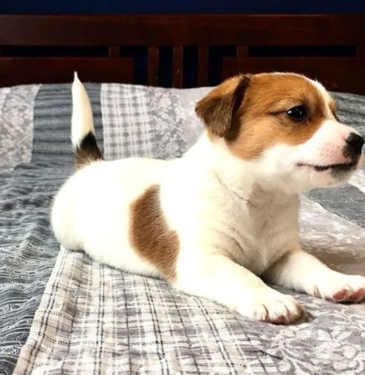 Chiots Jack Russell Terrier à donner